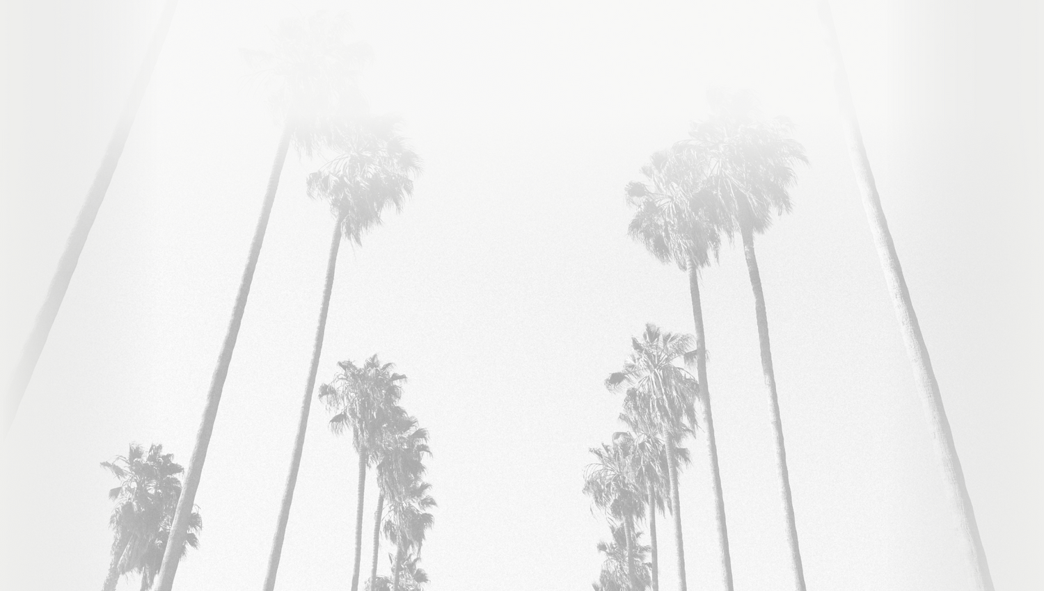 Palm Trees